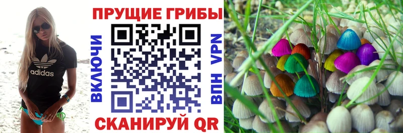 закладка  Новокузнецк  Псилоцибиновые грибы Psilocybine cubensis 